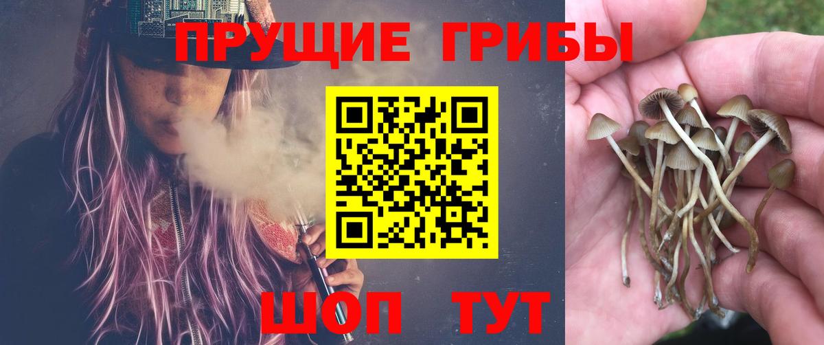 Псилоцибиновые грибы GOLDEN TEACHER  Вход с VPN  Дмитров  Галлюциногенные грибы прущие грибы 